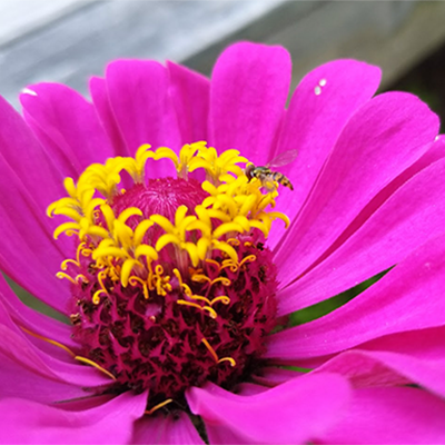 All about aphid control 